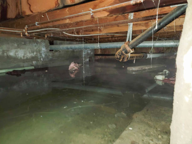 Best Flooded house restoration  in Swissvale, PA