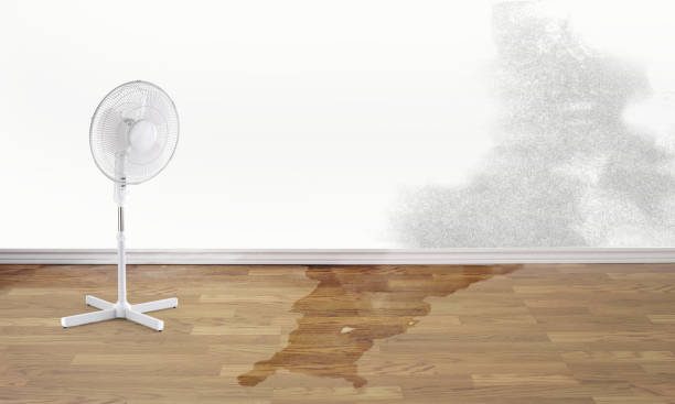 Best Professional water damage repair  in Swissvale, PA