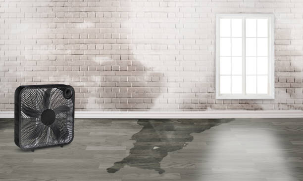 Best Carpet water damage restoration  in Swissvale, PA